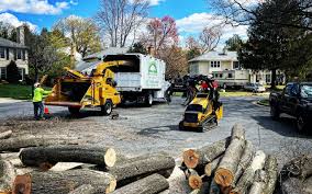 Best Emergency Tree Removal  in Loveland Park, OH